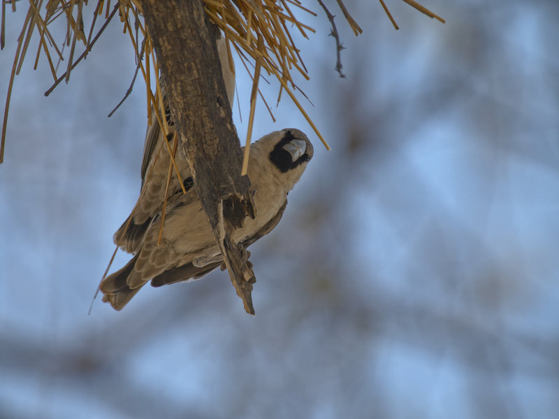 Okaukuejo, Weaver Bird